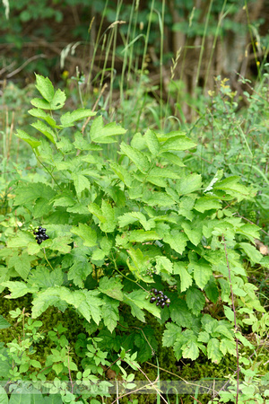 Christoffelkruid; Baneberry; Actaea spicata