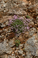 Rotszeepkruid; Rock Soapwort; Saponaria ocymoides