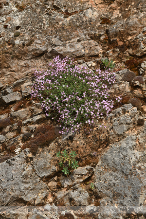 Rotszeepkruid; Rock Soapwort; Saponaria ocymoides