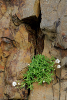 Eénbloemige Silene; Sea Campion; Silene uniflora