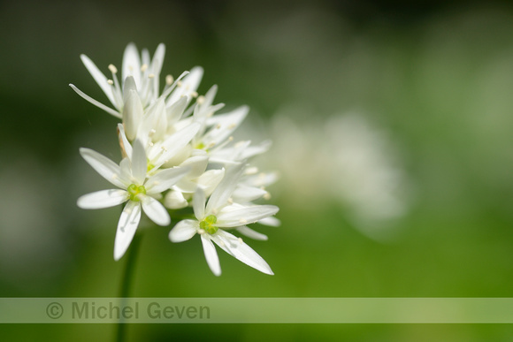 Daslook; BearÕs Garlic; Allium ursinum