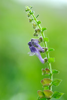 Groot glidkruid - Sommerset Skullcap - Scutellaria altissima