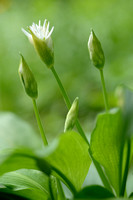 Daslook; BearÕs Garlic; Allium ursinum