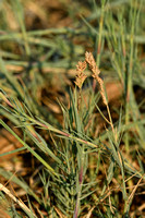 Fioringras subsp. maritima; Agrostis stolonifera subsp. maritima