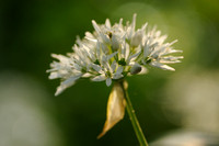 Daslook - Bear's Garlic - Allium rusinum