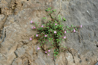 Rotszeepkruid; Rock soapwort; Saponaria ocymoides;