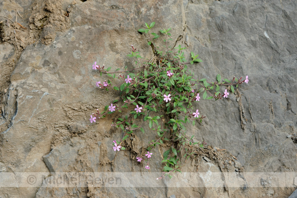 Rotszeepkruid; Rock soapwort; Saponaria ocymoides;
