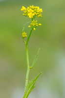 Gele Waterkers; Great yellow-cress; Rorippa amphibia