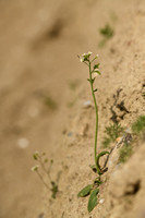 Zandraket; Thale Cress; Arabidopsis thaliana