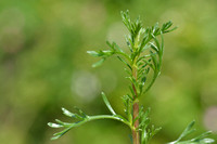 Duinaveruit; Wormwood sagewort; Artemisia campestris subsp. mari