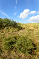 Duinaveruit; Wormwood sagewort; Artemisia campestris subsp. maritima
