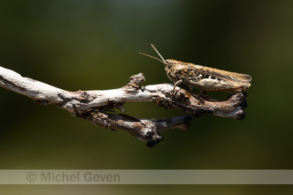 Gaspeldoornsprinkhaan; Red-legged Grasshopper; Chortippus binota