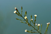 Narrow-leaved Aster; Aster squamatus