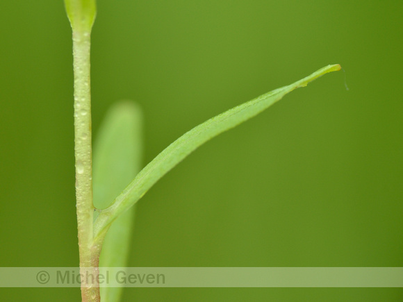 Weidevergeet-mij-nietje; Myosotis scorpioides subsp. nemorosa