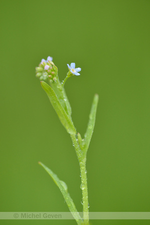 Weidevergeet-mij-nietje; Myosotis scorpioides subsp. nemorosa
