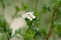 Duinaveruit - Wormwood sagewort - Artemisia campestris subsp. maritima