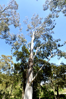 Eucalyptus delegatensis