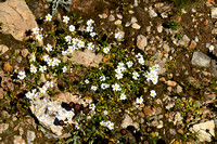 Akkerhoornbloem - Field Chickweed - Cerastium arvense subsp. strictum