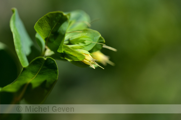 Kleine Wasbloem; Lesser Honeywort; Cerinthe minor subsp. Auricul