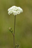 Steppeseselie; Seseli annuum subsp. carvifolium