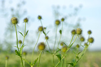 Slanke kaardebol - Yellow-flowered Teasel - Dipsacus strigosus
