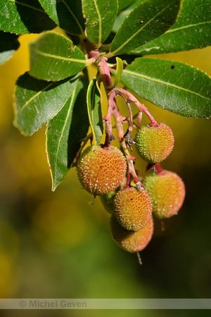 Westelijke Aardbeiboom; Strawberry-tree; Arbutus unedo