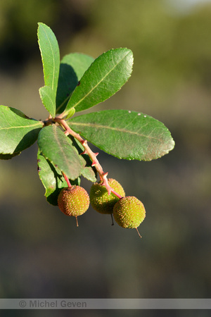 Westelijke Aardbeiboom; Strawberry-tree; Arbutus unedo