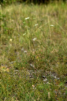Steppeseselie - Seseli annuum subsp. carvifolium