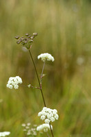 Steppeseselie; Seseli annuum subsp. carvifolium