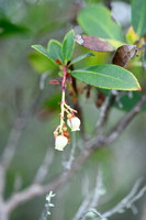Aardbeiboom; Strawberry-tree; Arbutus unedo