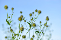 Yellow-flowered Teasel; Dipsacus strigosus;