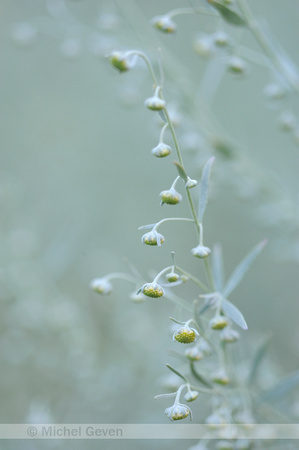 Absintalsem; Wormwood; Artemisia absinthium