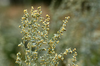 Absintalsem; Wormwood; Artemisia absinthium