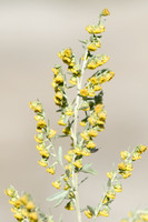 Absintalsem; Wormwood; Artemisia absinthium;