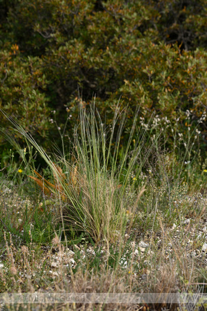 Vedergras; European feather grass; Stipa pennata
