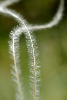 Vedergras - Stipa pennata - Feather grass