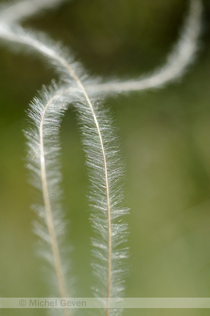 Vedergras; Stipa pennata; Feather grass;