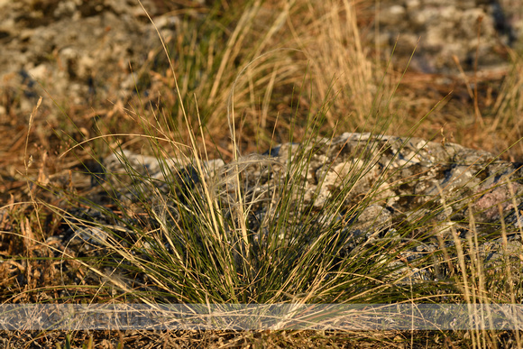 Vedergras; European Feather grass; Stipa pennata
