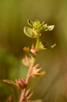 Dwergbloem - Chaffweed - Centuculus minimus