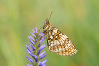 Bosparelmoervlinder; Heath Fritillary; Melitaea athalia;