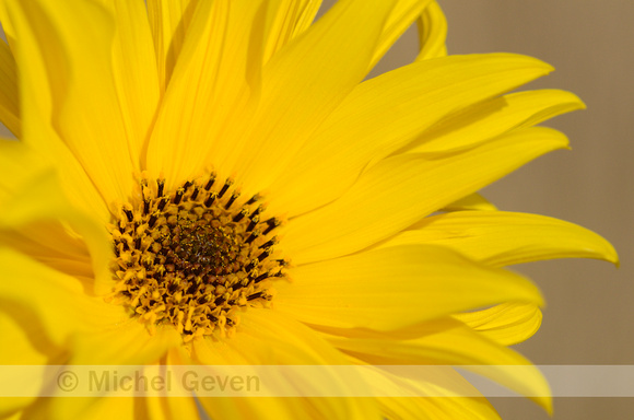 Stijve Zonnebloem; Perennial Sunflower; Helianthus x laetiflorus
