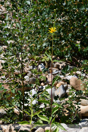 Stijve zonnebloem; Perennial Sunflower; Helianthus x laetiflorus