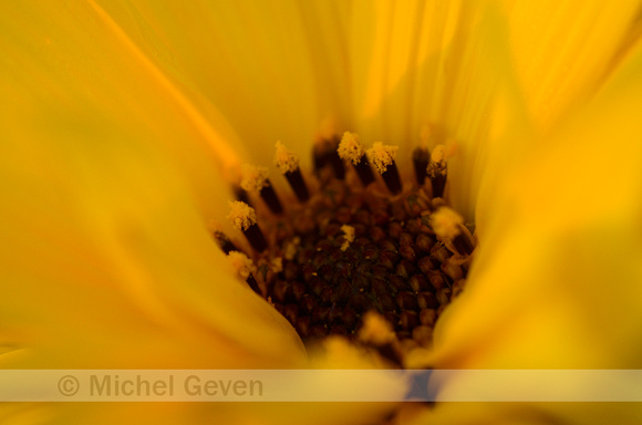 Stijve Zonnebloem; Perennial Sunflower; Helianthus x laetiflorus