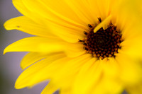 Stijve Zonnebloem - Perennial Sunflower - Helianthus x laetiflorus