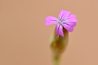 Hairy pink; Petrorhagia dubia