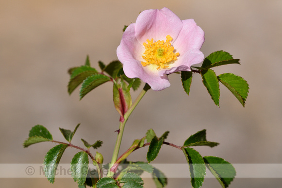 Wigbladige roos; Rosa elliptica