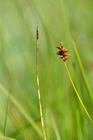 Tweehuizige zegge; Dioecious Sedge; Carex dioica