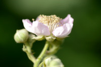 Dijkviltbraam; Himalayan blackberry; Rubus armeniacus