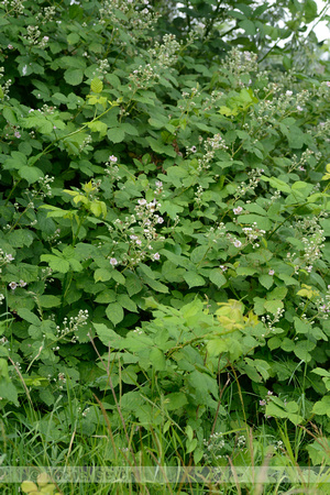 Dijkviltbraam; Himalayan blackberry; Rubus armeniacus