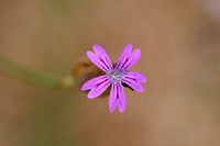 Hairy pink; Petrorhagia dubia